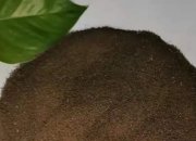 海參飼料的配方是什么方是什么？